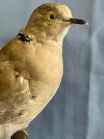 Duif met halsband Taxidermie volledige montage -, Nieuw