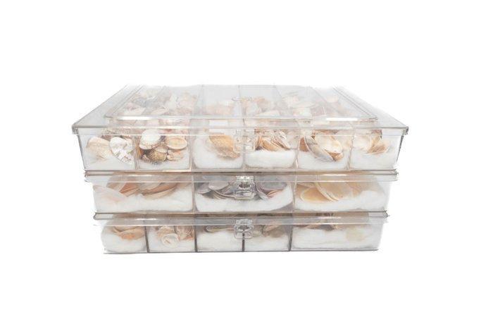 kleine en fijne schelpenverzameling Skelet - div - 0 mm - 0, Antiquités & Art, Curiosités & Brocante