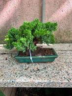 Jeneverbes bonsai (Juniperus) - Hoogte (boom): 17.5 cm -