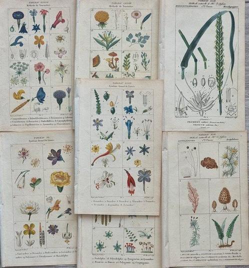 Francois Pierre Chaumeton / Ernestine Panckoucke - Lot with, Antiek en Kunst, Antiek | Boeken en Manuscripten