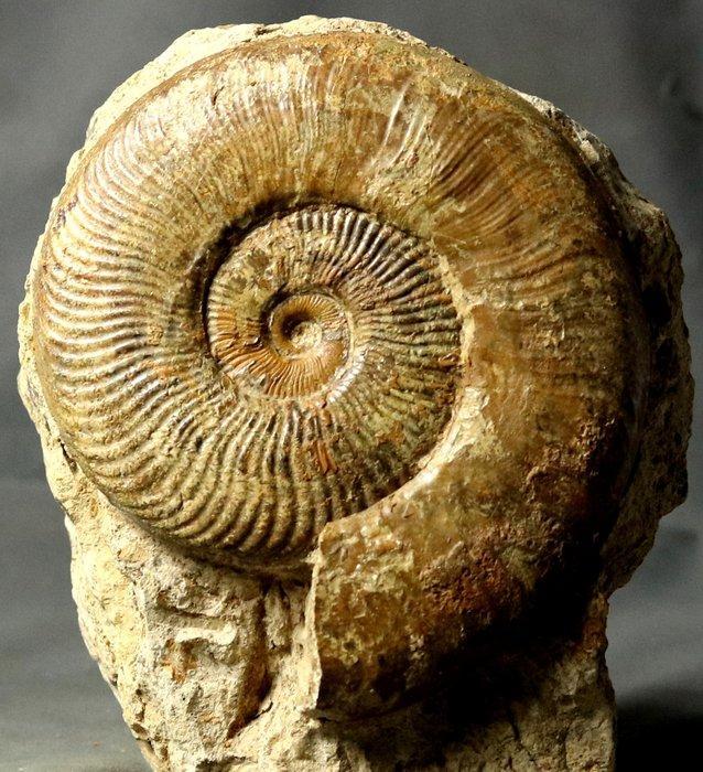 Een grote - Dikke ammoniet met behoud van schelp - Op, Verzamelen, Mineralen en Fossielen