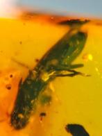 Insekt - Fossiele cabochon - Coleoptera beetle, Diptera