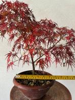 Japanese maple bonsai (Acer palmatum) - Hoogte (boom): 35 cm