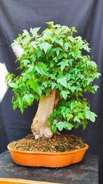 Bonsai Acer Buerguerianum - Hoogte (boom): 48 cm - Diepte