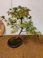 Azalea bonsai (Rhododendron) - Hoogte (boom): 46 cm - Diepte
