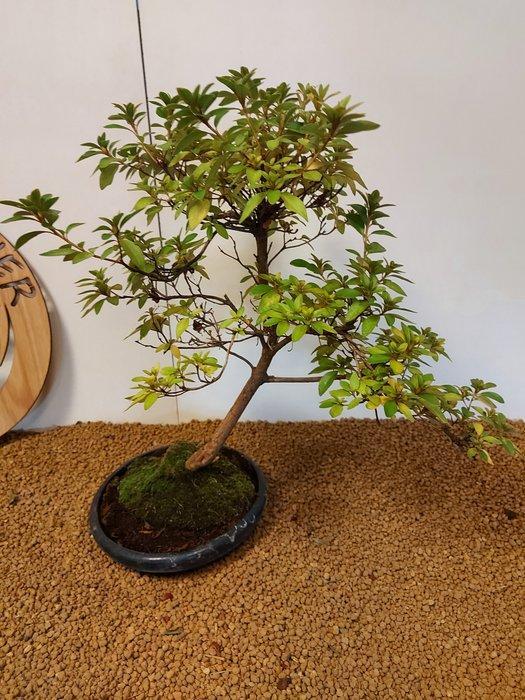 Azalea bonsai (Rhododendron) - Hoogte (boom): 46 cm - Diepte, Antiek en Kunst, Curiosa en Brocante