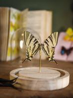 Vlinder Taxidermie volledige montage - Véritable Iphiclides