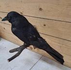 Zwarte kraai Taxidermie volledige montage - corvus corone -, Verzamelen, Nieuw