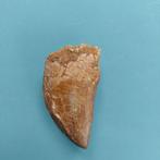 Dinosaurus - Fossiele tand - Carcharodontosaurus sp. - 48 mm, Verzamelen, Mineralen en Fossielen