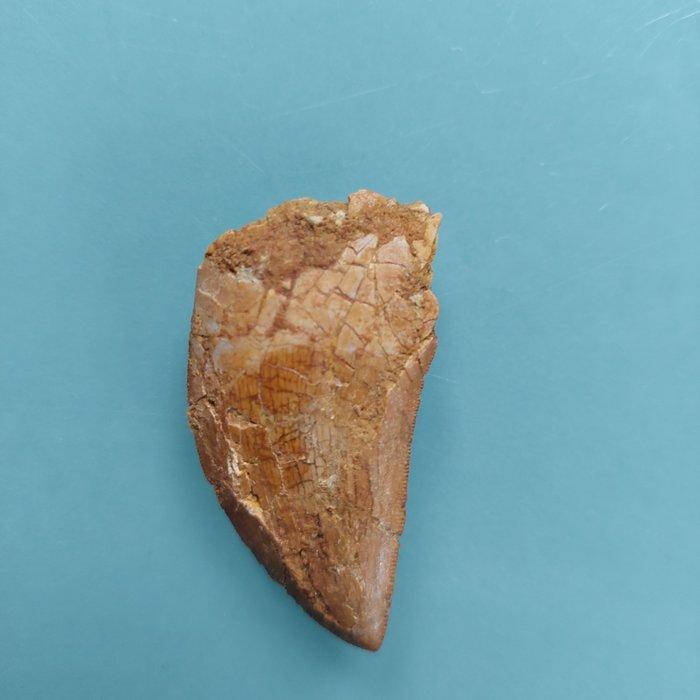 Dinosaurus - Fossiele tand - Carcharodontosaurus sp. - 48 mm, Verzamelen, Mineralen en Fossielen