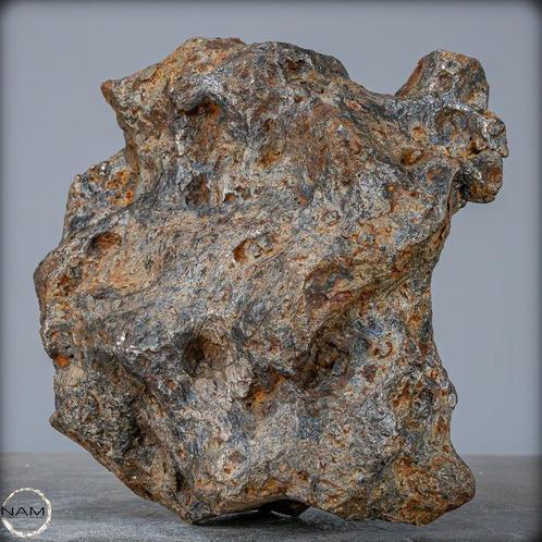 Natuurlijke zeer grote meteoriet Campo Del Cielo ,, Verzamelen, Dierenverzamelingen