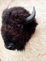 Bizon Taxidermie hoofdmontage - Bison bison - 85 cm - 60 cm, Nieuw
