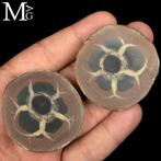 Nodulo Septaria 50 millions dannées Géode de septaria du, Verzamelen, Mineralen en Fossielen