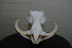 African Warthog Schedel - Phacochoerus africanus - 0 cm - 0