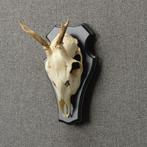 Reebok Schedel Taxidermie Opgezette Dieren By Max, Verzamelen, Dierenverzamelingen, Ophalen of Verzenden, Nieuw, Wild dier, Opgezet dier