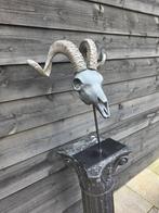 XL RAM met basis Schedel - Ovis aries - 59 cm - 45 cm - 25