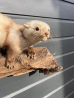 Steenmarter Taxidermie volledige montage - Martes Foina - 30, Nieuw