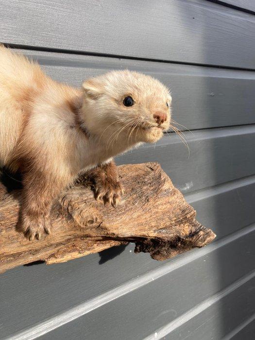 Steenmarter Taxidermie volledige montage - Martes Foina - 30, Verzamelen, Dierenverzamelingen