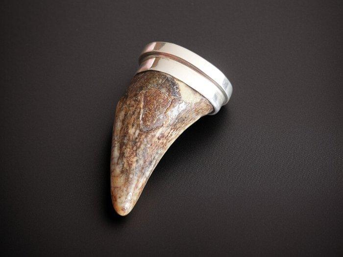 Fossiele tand van de grottenbeer - Ursus spelaeus – Hanger, Verzamelen, Mineralen en Fossielen