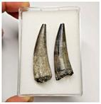Verzameling van 2 Sarcosuchus imperator Krokodillentanden -