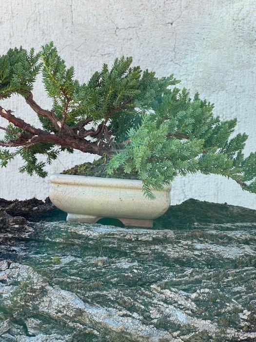 Jeneverbes bonsai (Juniperus) - Hoogte (boom): 20 cm -, Antiquités & Art, Curiosités & Brocante