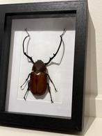 bladsprietkever Taxidermie volledige montage - Euchirus - 23, Nieuw