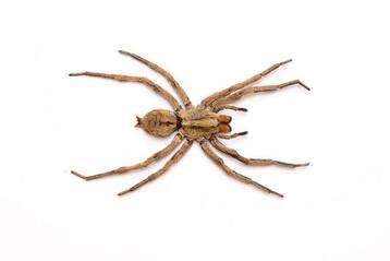 10 Thai Wolf Spiders Support de corps entier pour taxidermie