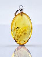 Barnsteen - One-of-a-Kind Baltic Amber – Preserved TRUE BUG