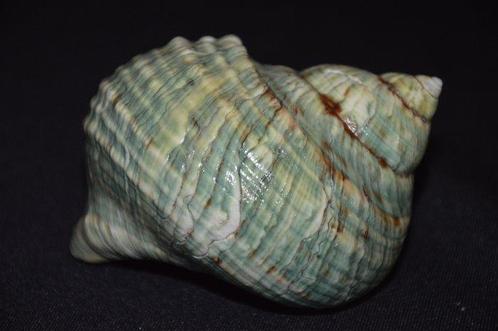 Zeeslak Zeeschelp - TURBO CRASSUS (Zonder Minimumprijs), Verzamelen, Dierenverzamelingen