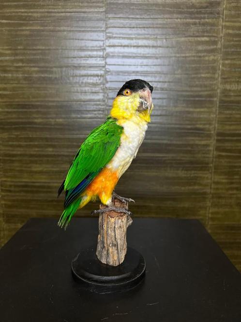 Zwartkopcaique Taxidermie Opgezette Dieren By Max, Collections, Collections Animaux, Enlèvement ou Envoi