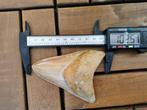 Megalodon - Fossiele tand - otodus megalodon - 10.25 cm, Verzamelen, Mineralen en Fossielen