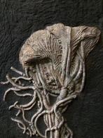 Gefossiliseerde plant - Traumatocrinus guanlingensis sp.nov