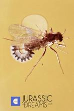 Museumkwaliteit Knotsmug legt eieren &