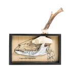 Ree Schedel met gewei - Caproelus caproelus - 270 mm - 250