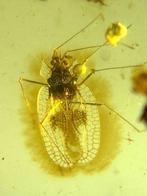 Barnsteen (Zonder minimumprijs), Verzamelen