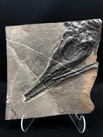 Fossiel - Fossiele matrix - Mixosaurus - 20 cm - 20 cm