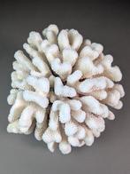 Grote witte clusterkoraalskelet Koraal - Pocillopora, Verzamelen, Nieuw