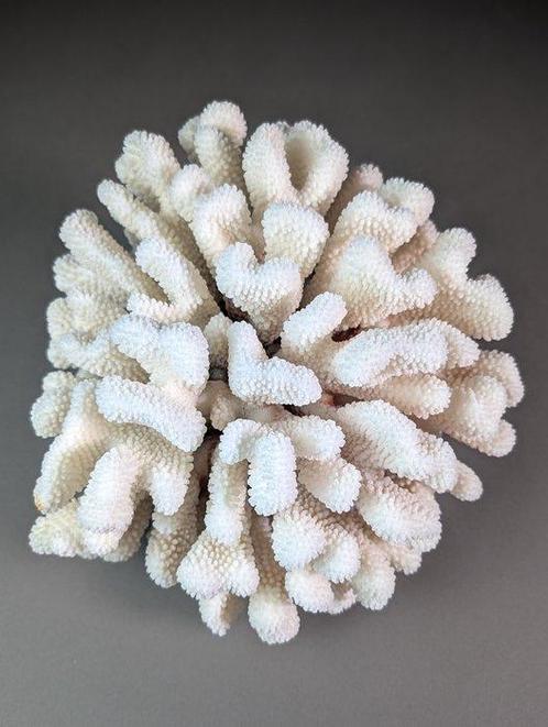 Grote witte clusterkoraalskelet Koraal - Pocillopora, Verzamelen, Dierenverzamelingen