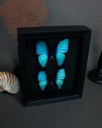Vlinder Taxidermie volledige montage - Morpho deidamia - 25, Verzamelen, Dierenverzamelingen, Nieuw