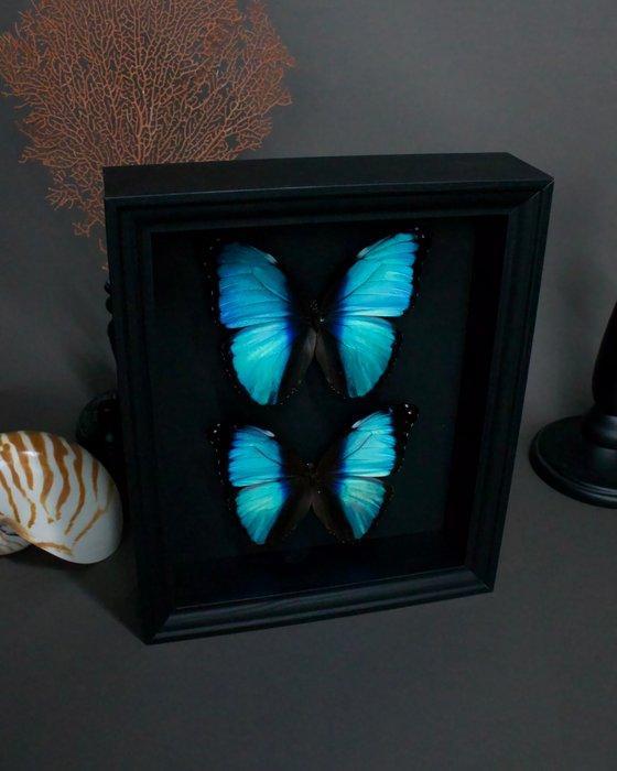 Vlinder Taxidermie volledige montage - Morpho deidamia - 25, Verzamelen, Dierenverzamelingen
