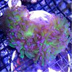 Euphyllia Paraancora (Groen/Paars) (1 kop), Dieren en Toebehoren