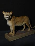 Top quality African Lioness Taxidermie volledige montage -