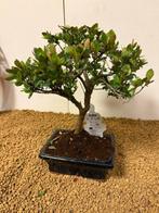 Bonsaï Azalée (Rhododendron) - Hauteur (arbre) : 24 cm -