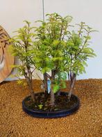 Kustmammoetboom bonsai (Sequoia) - Hoogte (boom): 34 cm -
