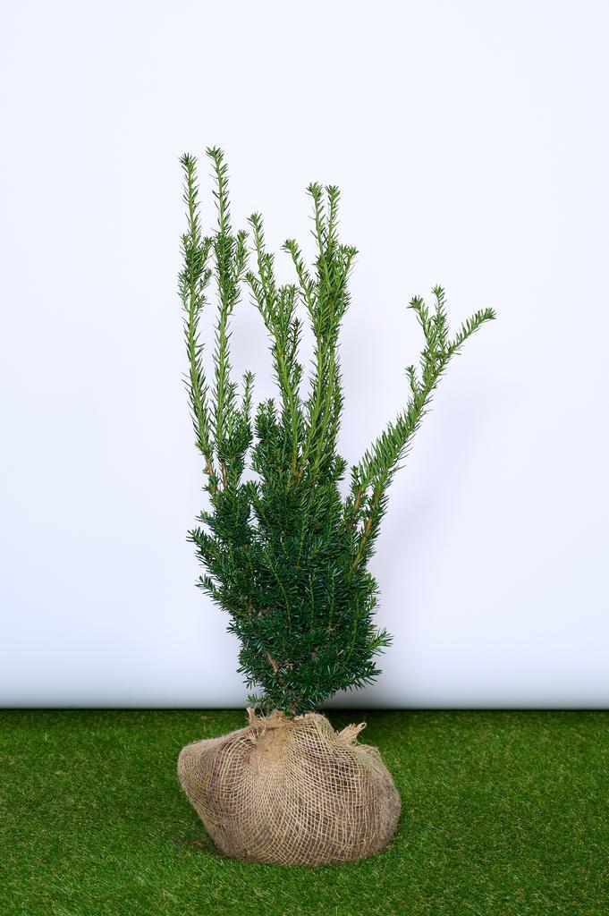 Taxus - Taxus Media Hillii - haagplanten 60 t/m 200cm, Tuin en Terras, Planten | Struiken en Hagen, Ophalen of Verzenden