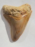 Megalodon - Fossiele tand, Verzamelen