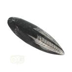 Orthoceras Fossiel geslepen Nr 24 - 181 gram, Verzenden