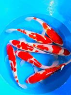 Hirasawa Marusei  40-50 cm (Japanse Koi), Ophalen of Verzenden