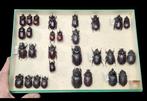 Large South American Beetle Collection - ex Bourgeat et G., Nieuw