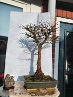 Lariks bonsai (Larix) - Hoogte (boom): 40 cm - Diepte